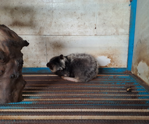 Overweight Civet due to poor welfare conditions