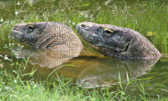Two komodo dragons swimming