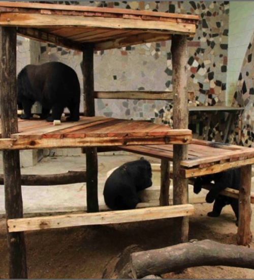 Bears climbing on platforms in their zoo enclosure