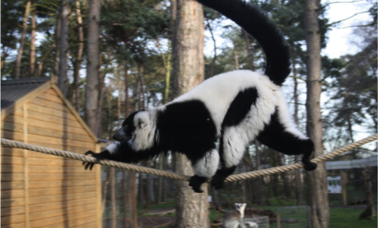 Lemur walks across a rope in its zoo enclosure