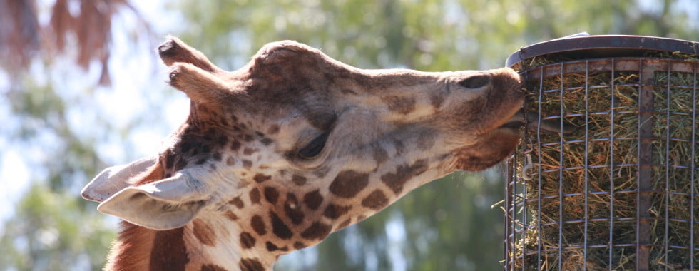 giraffe eating from a raised feeder in a zoo