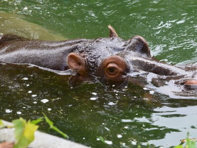 Hippo in a pool at the zoo