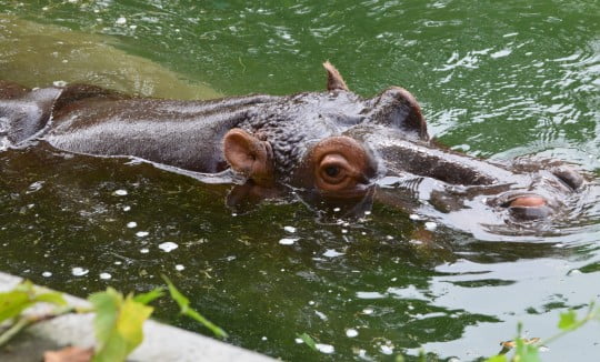 Hippo in a pool at the zoo