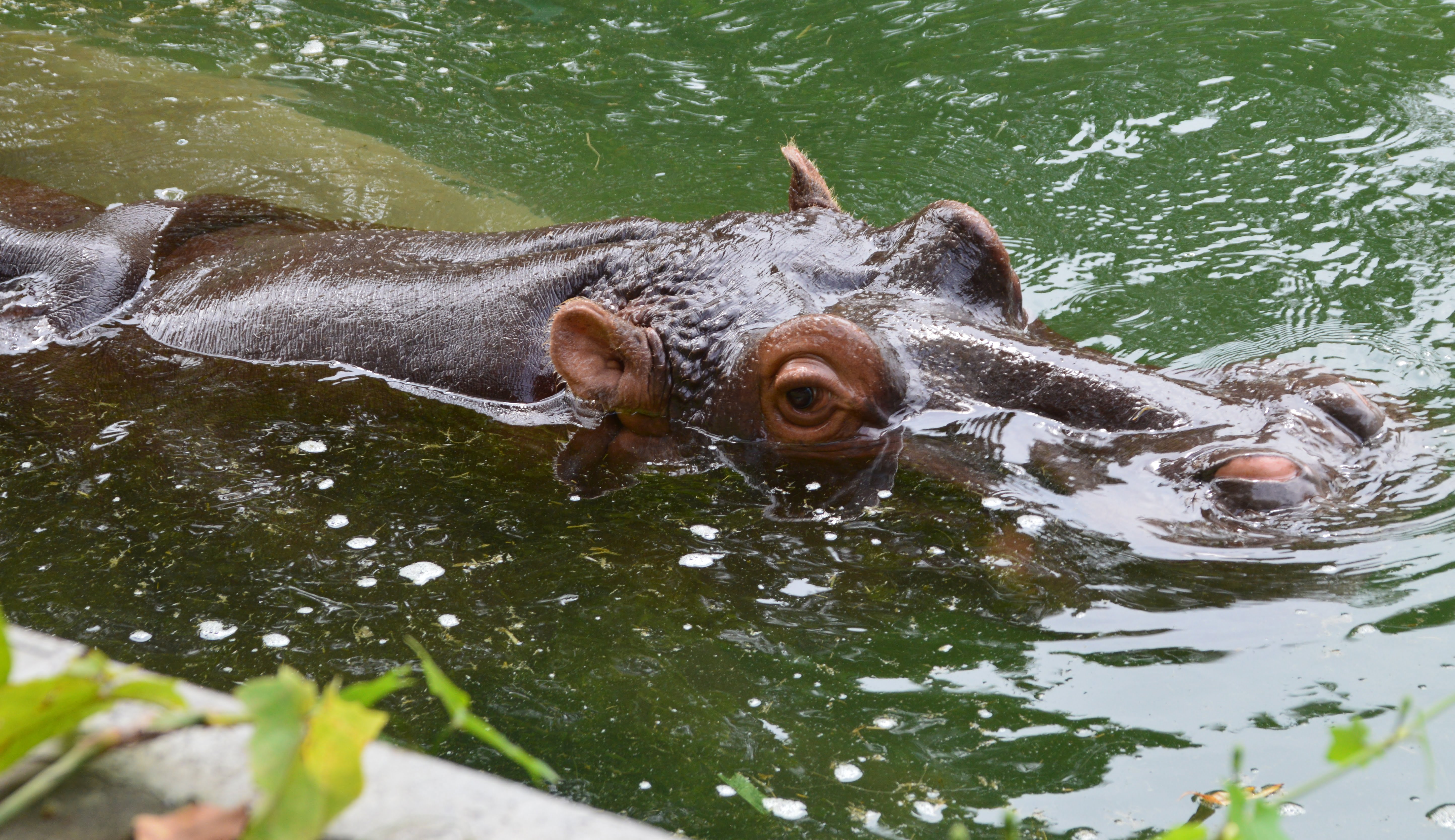 Hippo in a pool at the zoo