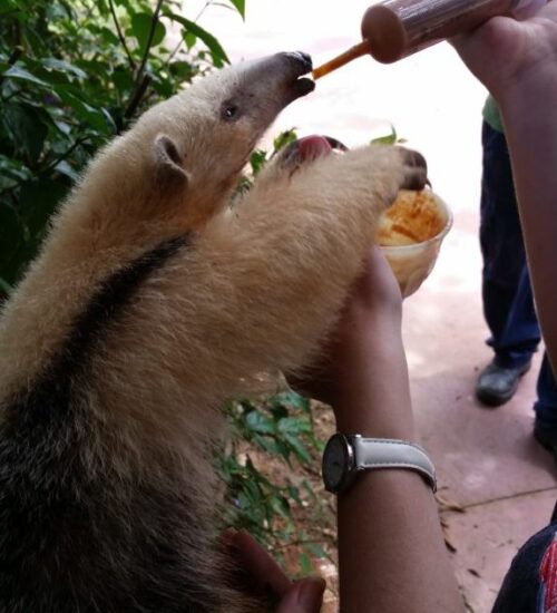 A baby anteater being fed by syringe in a Brazilian zoo