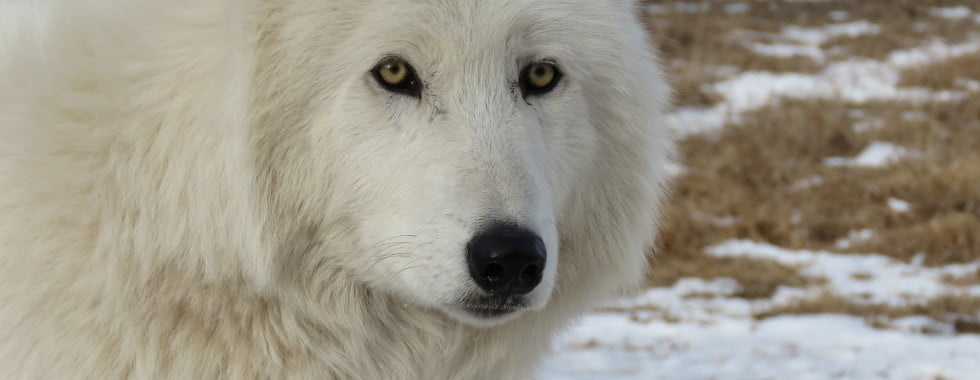 artic wolf