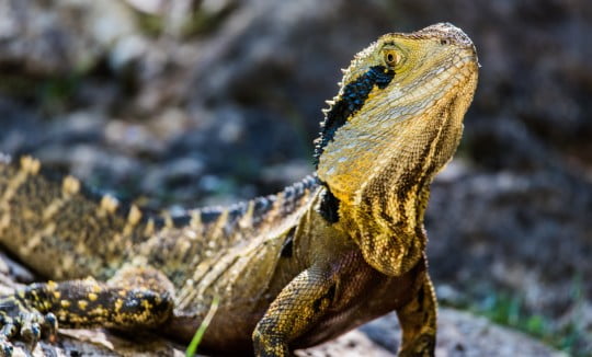 reptile, Image © Mitchell Lawler on Unsplash