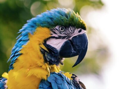 Blue and Yellow macaw, Image © Andrew Pons on Unsplash