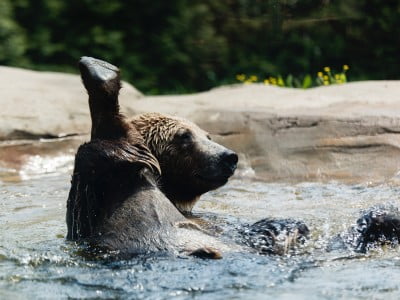 Bear in a pool of water in a zoo, holding its leg up, Image © Ryan Grewell on Unsplash