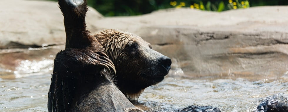 Bear in a pool of water in a zoo, holding its leg up, Image © Ryan Grewell on Unsplash