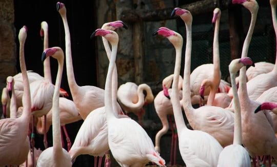 group of flamingos in a zoo, Image © Rosie Fraser on Unsplash