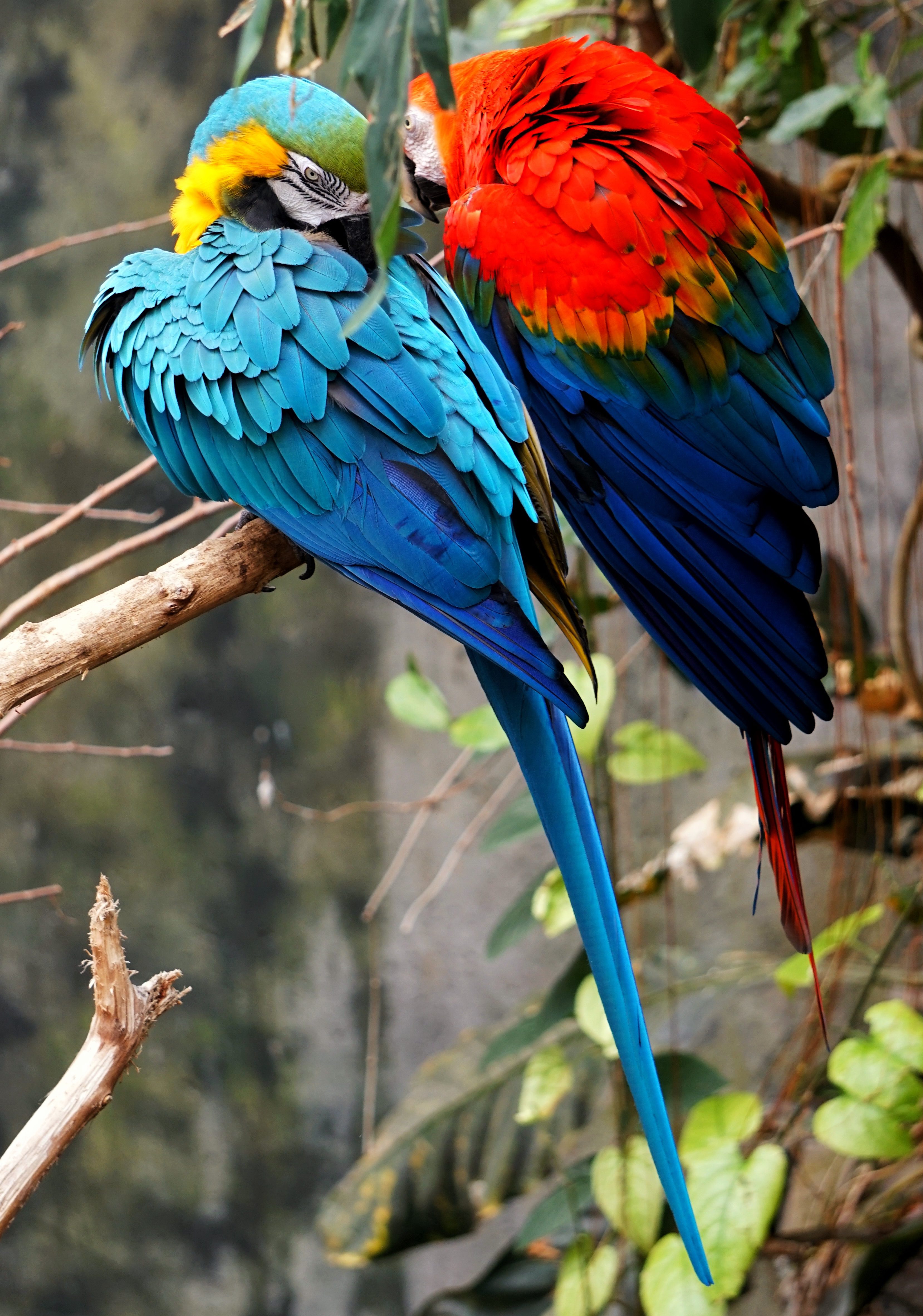 Pair of macaws sitting grooming on a tree branch, Image © Zachary Spears on Unsplash