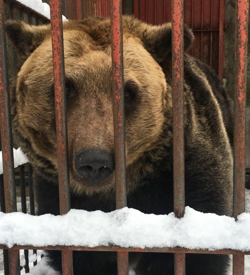 Captive bear in a cage in Japan
