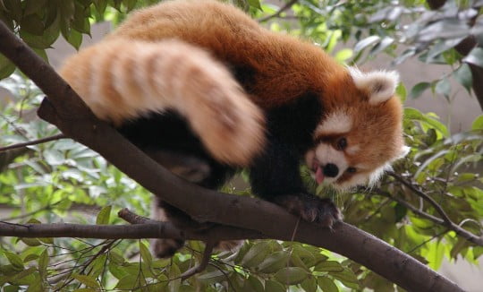 A red panda climbing a tree in its zoo enclosure, Image © Pelican from Tokyo, Japan [CC BY-SA 2.0] via Wikimedia Commons