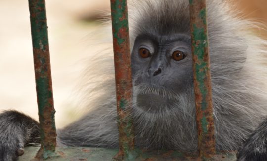 Monkey sitting at the bars of its cage in a zoo