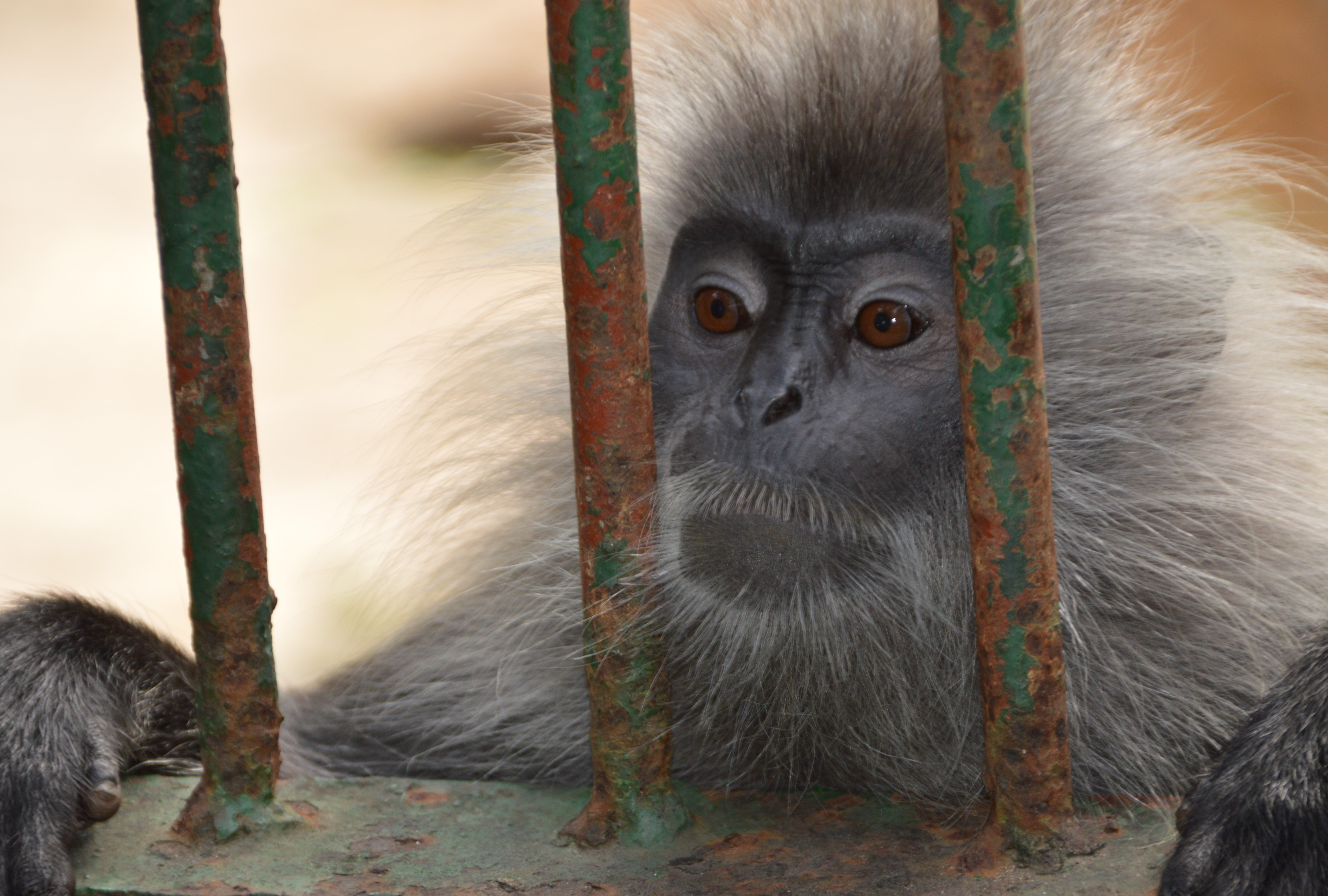 Monkey sitting at the bars of its cage in a zoo