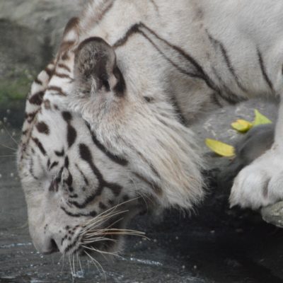 white tiger drinking from a small pool of water in its zoo enclosure