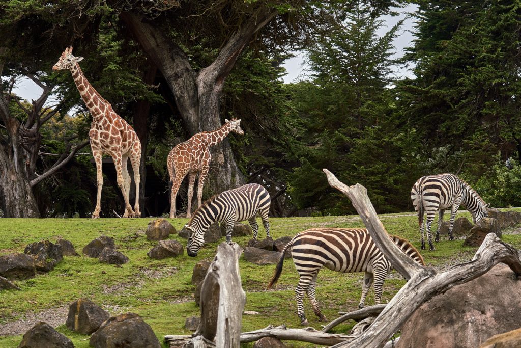 Giraffe and zebras in a zoo enclosure paddock, Image © Nikolay Tchaouchev on Unsplash