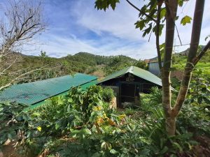 View over the lush landscape with civet coffee farm in foreground