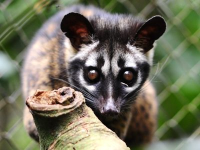 Palm Civet on branch