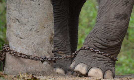 an elephant's foot chained to a tree