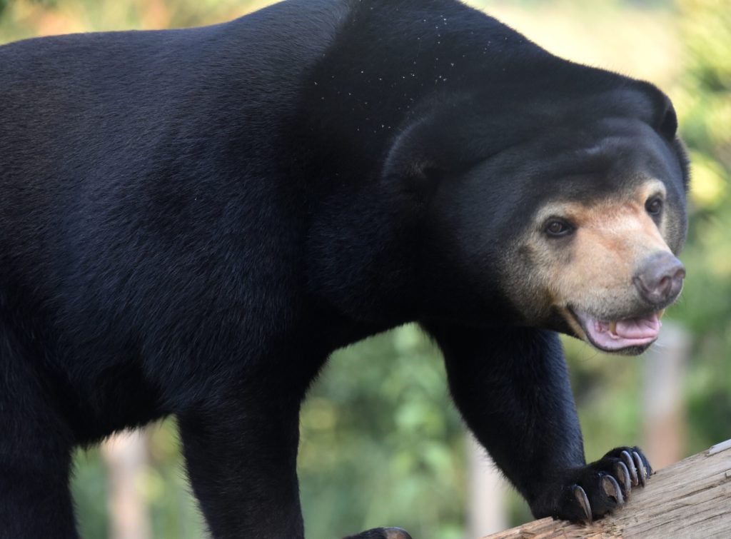 Sun Bear walking along a raised log