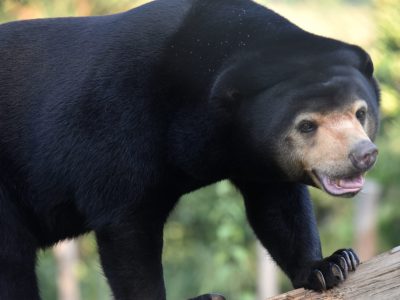Sun Bear walking along a raised log