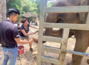 Training with the elephants at Lok Kawi Wildlife Park