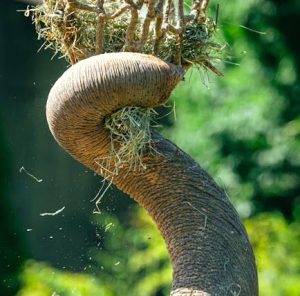 Elephants feeding using trunk