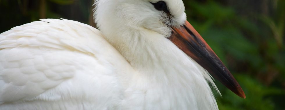 White Stork
