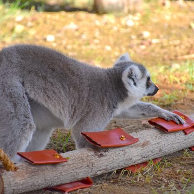 Lemur Environment Enrichment at Al Ain Zoo