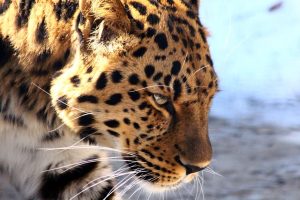 Leopard intensely staring