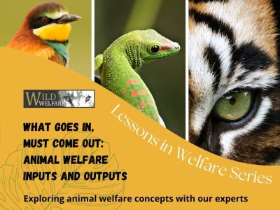 What Goes In, Must Come Out: Animal Welfare Inputs and Outputs