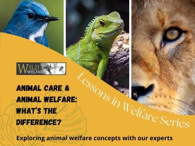 Lessons in welfare 2 blog logo