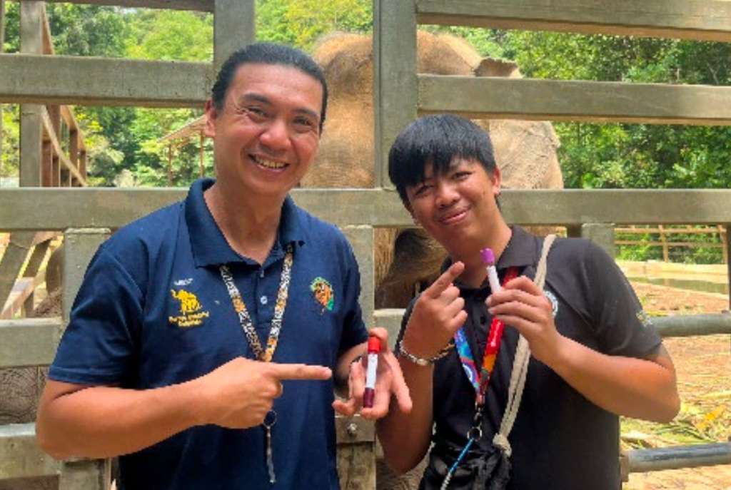 Lok Kawi Elephant blood draws in Sabah, Malaysia