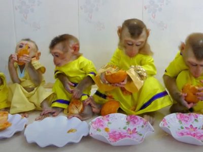 Primate tea party animals inappropriately dressed