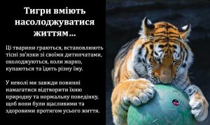 Ukrainian Care For Us Tiger Guide
