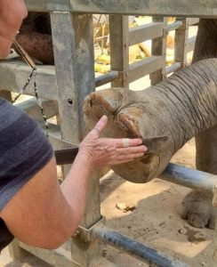 Elephant foot care session at wildlife park