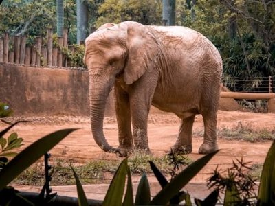 Elephant in Zoo