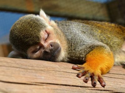 Squirrel Monkey