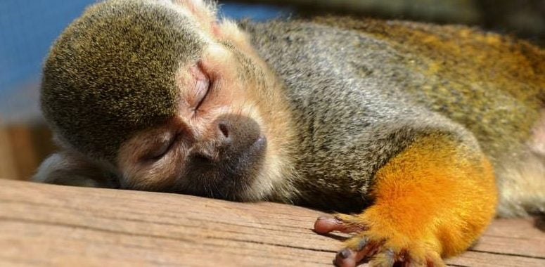 Squirrel Monkey
