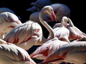Flamingo Flock at Zoo park