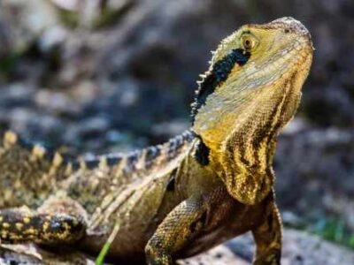 Iguana
