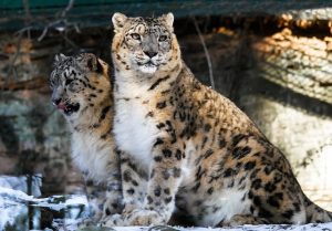 Snow Leopards stood on platform in zoo