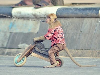 Depiction of animal cruelty