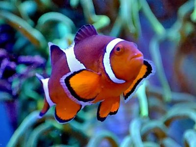 Clown Fish in Aquarium